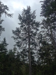 Healthy yellow cedar from the stand on Douglas Island, near Juneau, AK.