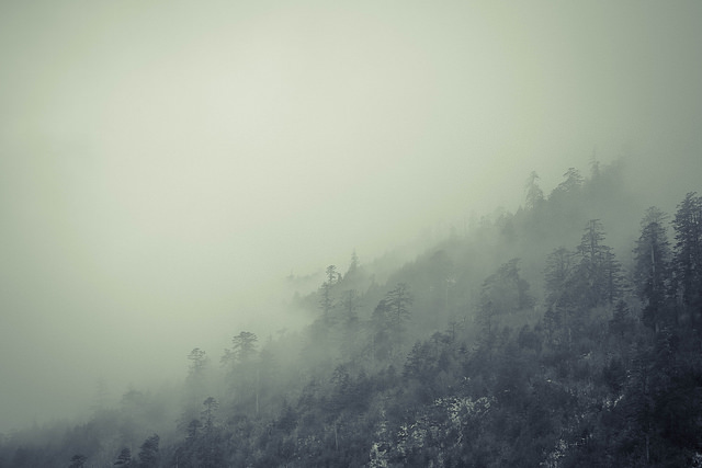 Joel Ye fog forest